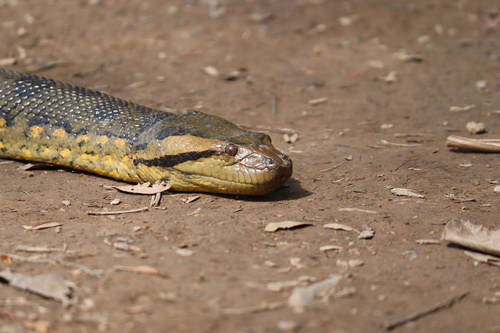 Green Anaconda (Eunectes murinus)