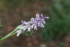 Vicia pulchella