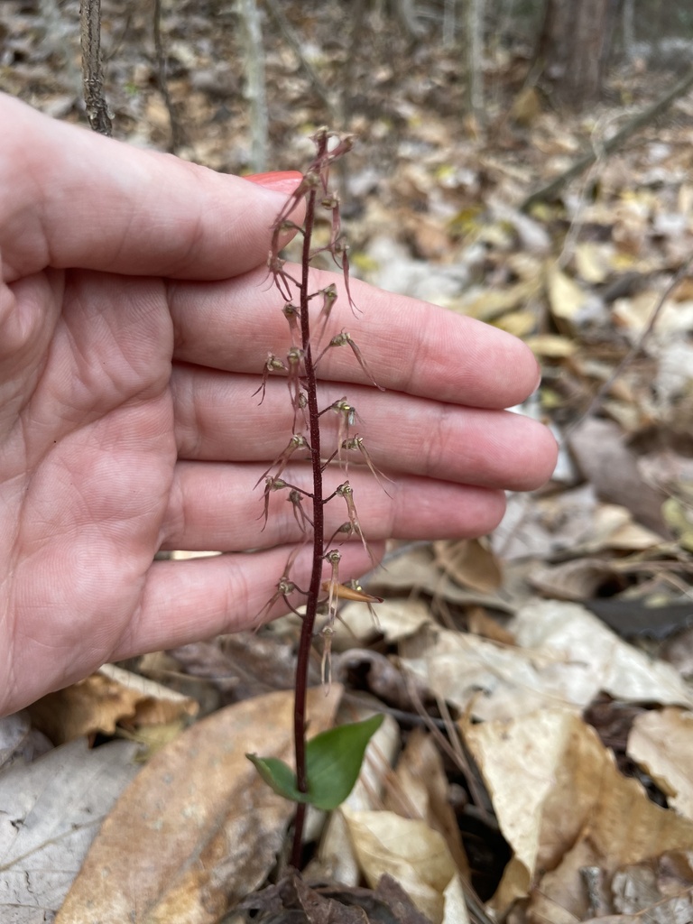 Southern Twayblade in April 2023 by Farren Dell · iNaturalist