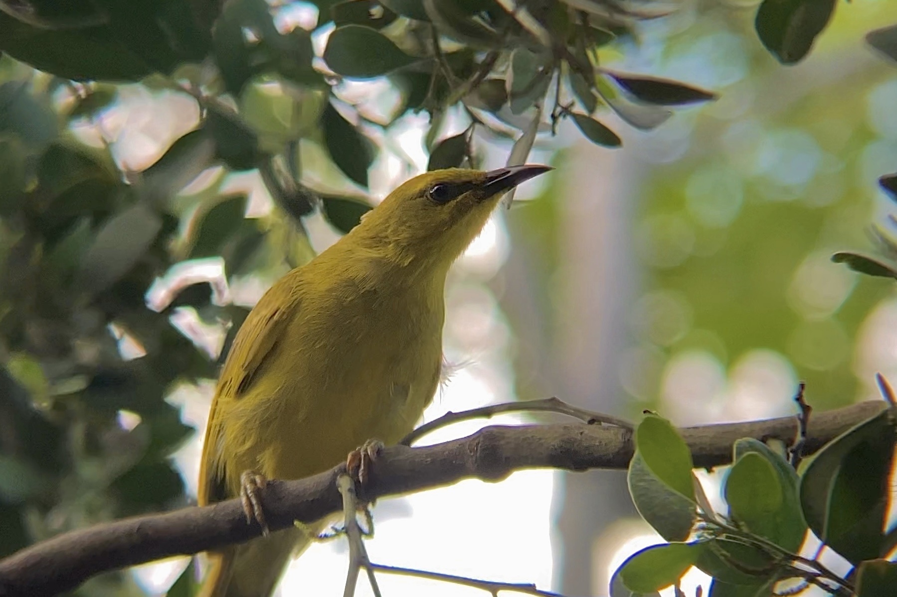 Stomiopera flava (Gould, 1843)