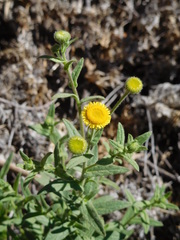 Pulicaria scabra