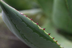 Agave salomonii