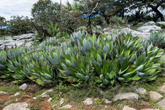 Agave salomonii