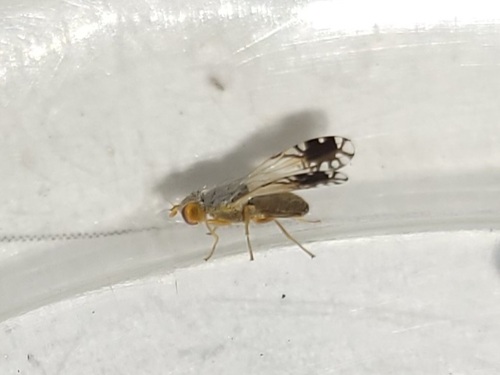 Trupanea mevarna · iNaturalist