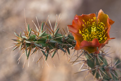 Cylindropuntia thurberi versicolor