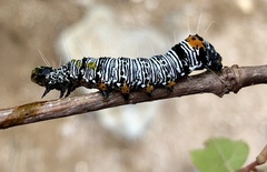 Androloma disparata