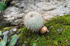 Mammillaria haageana conspicua