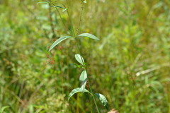 Uroleucon reynoldense