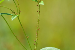 Uroleucon reynoldense