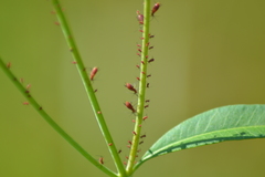 Uroleucon reynoldense