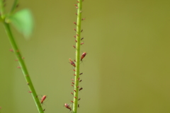 Uroleucon reynoldense