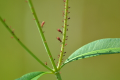 Uroleucon reynoldense