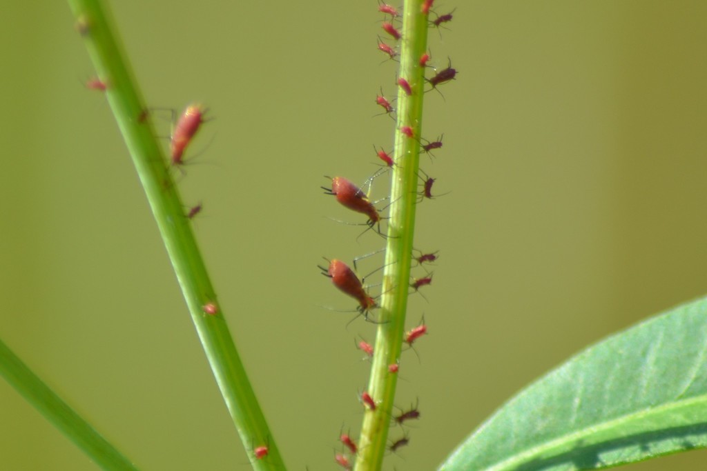 Uroleucon reynoldense