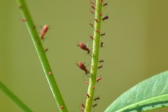 Uroleucon reynoldense