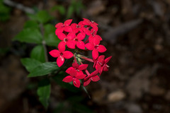 Bouvardia viminalis