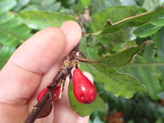 Toropapa (Alseuosmia pusilla)