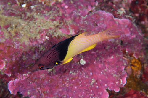 Bodianus observed 2023-03-12
