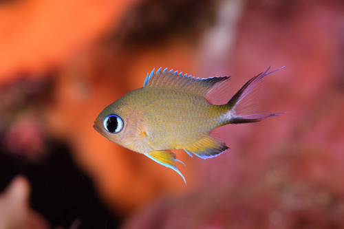 Ambon-koraaljuffer (Chromis amboinensis) — Pomacentridae