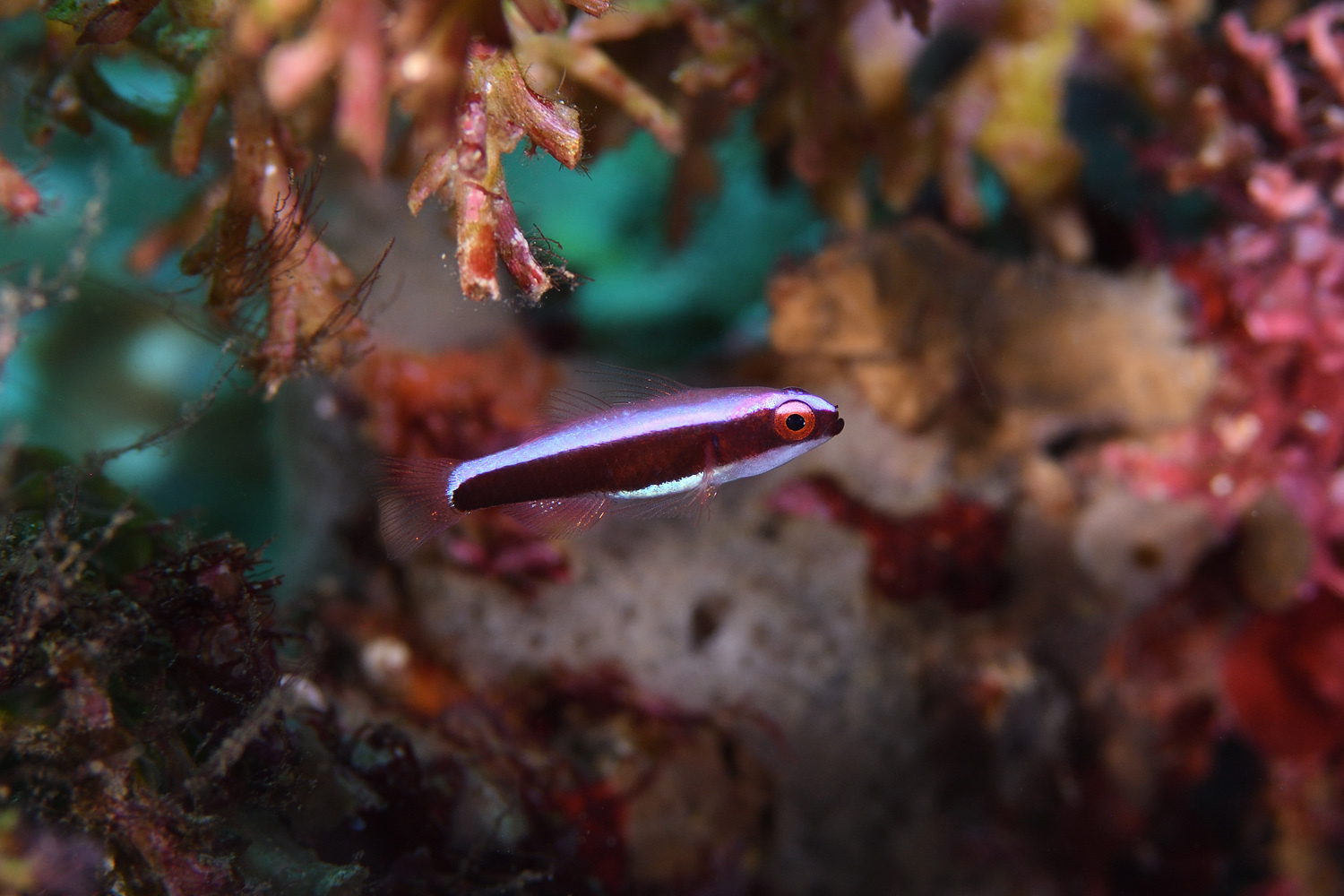 Purple Dwarfgoby photo 5