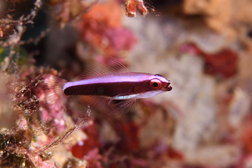 Purple Dwarfgoby