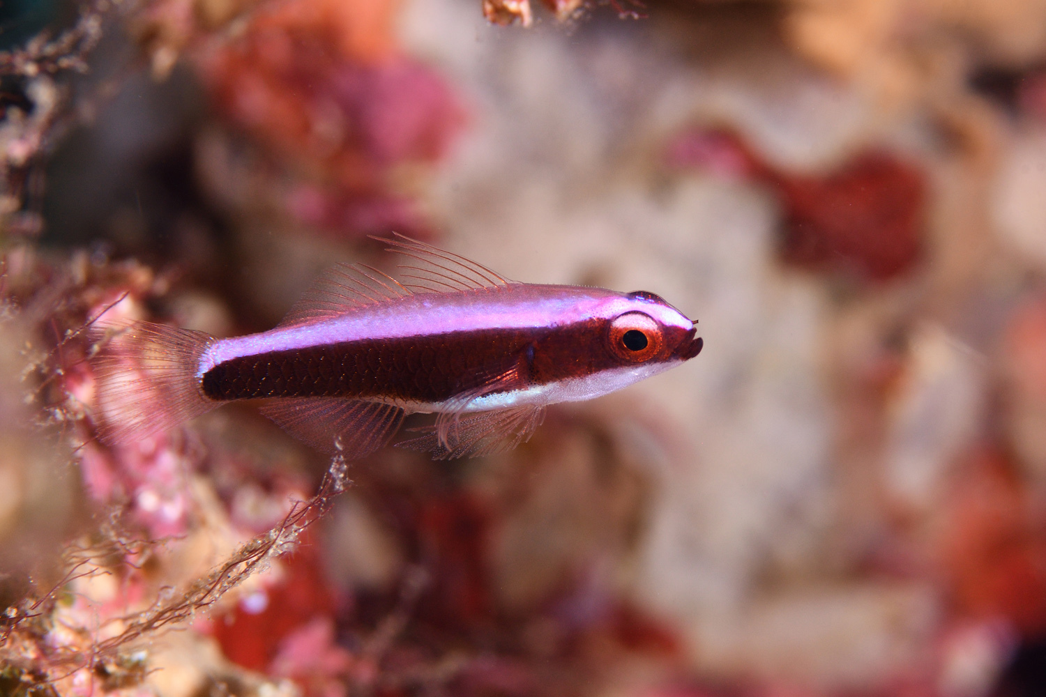 Purple Dwarfgoby photo 4