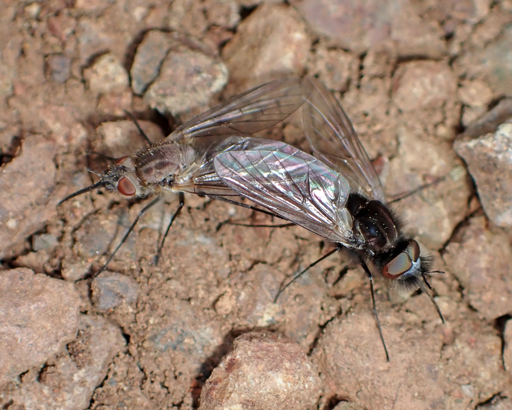 Acreophthiria