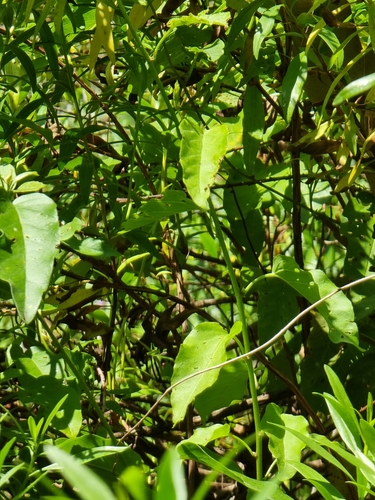 Image of Convolvulus massonii by (c) Vítor Jorge, some rights reserved (CC BY)