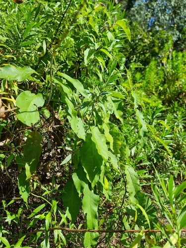 Image of Convolvulus massonii by (c) Vítor Jorge, some rights reserved (CC BY)
