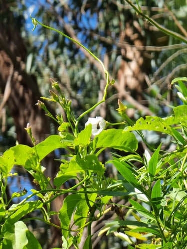 Image of Convolvulus massonii by (c) Vítor Jorge, some rights reserved (CC BY)