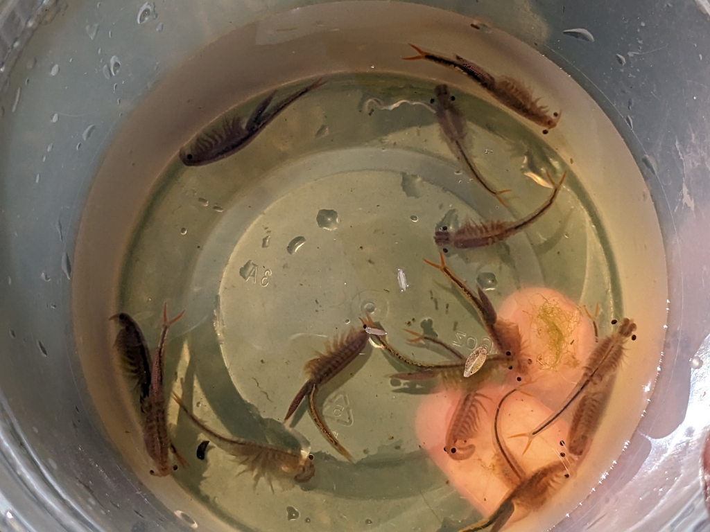 Riverside Fairy Shrimp