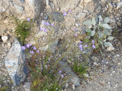 Image of Gilia flavocincta by (c) Rachel Stringham, some rights reserved (CC BY)