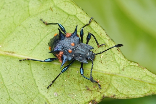 トゲトゲテントウダマシ属 (属 Cacodaemon) · iNaturalist