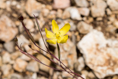 Sisyrinchium angustissimum