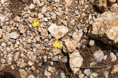 Sisyrinchium angustissimum