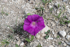 Ipomoea elongata