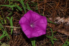 Ipomoea elongata