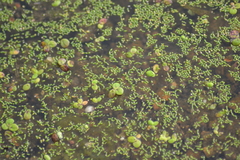 Wolffia brasiliensis