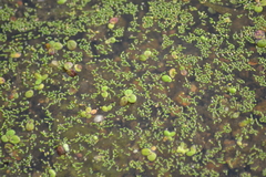 Wolffia brasiliensis