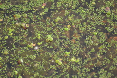 Wolffia brasiliensis