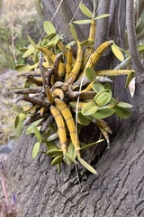 Myrmecophila grandiflora, photograph (c) j_osborn, some rights reserved (CC BY)