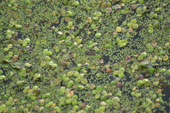 Wolffia brasiliensis