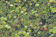 Wolffia brasiliensis