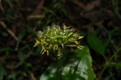 Malaxis histionantha