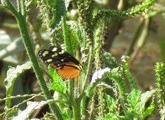 Mechanitis polymnia isthmia