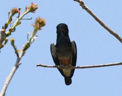 Chelidoptera tenebrosa