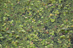 Wolffia brasiliensis