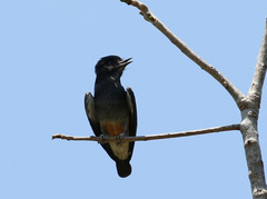 Chelidoptera tenebrosa