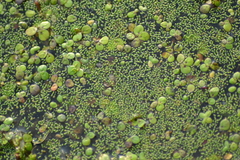 Wolffia brasiliensis