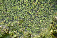 Wolffia brasiliensis