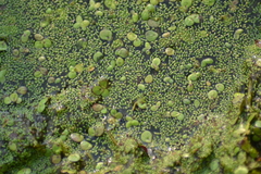 Wolffia brasiliensis